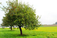 Rund und gesund: Leuchtende Äpfel an Bäumen laden zum Pflücken ein. Damit in Bayern noch mehr Obstbäume stehen, gibt es ein neues Förderprogramm.