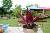 Eine grüne und blühende Oase ist der Schau- und Lehrgarten in Petersaurach mit Monatsbeeten, Kräuter-Gemüse-Garten, Steingärten, Weidenlabyrinth oder Insektenhotel. 4500 Quadratmeter groß ist der Garten.