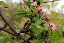 Streuobstbäume sind nicht nur ein optischer Hingucker mit ihren farbenfrohen Blüten, sondern im Herbst liefern sie auch jede Menge Vitamine.