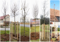 Collage mit sechs Linden, die im November gepflanzt wurden.