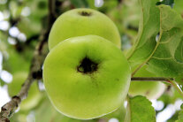 Rund und gesund: Leuchtende Äpfel an Bäumen laden zum Pflücken ein. Damit in Bayern in Zukunft noch mehr Obstbäume stehen, gibt es ein neues Förderprogramm.