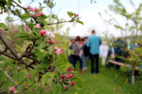 Langsam beginnen die Apfelbäume wieder Blüten zu tragen, um bis Herbst zu leckerem Obst zu reifen.