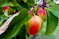 Saftig und frisch: Die Apfelernte ist in vollem Gang