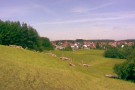 Schafe auf einer hügeligen Wiese. Im Hintergrund ein Dorf.