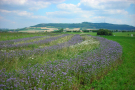 Streifen aus blauen Bienenweiden und weißen Schafgarben deuten den Verlauf der Wälle um das ehemalige Römerkastell Ruffenhofen an. Im Hintergrund ist der Hesselberg zu sehen.