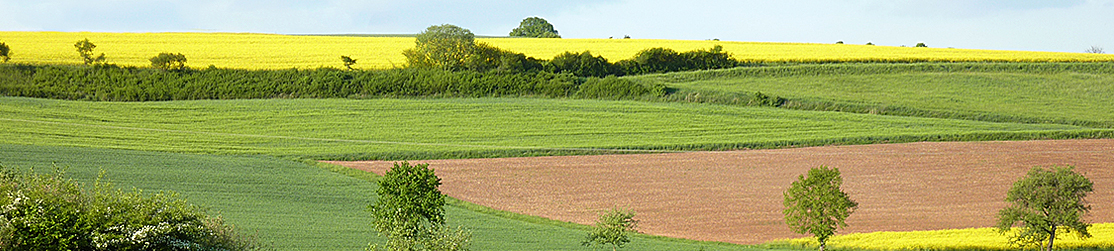 Leicht hängige Ackerlandschaft mit blühendem Rapsfeld am Bildhorizont. Auf drei von vier weiteren Feldern ist die Saat aufgegangen. Bebuschte Raine strukturieren die Landschaft.