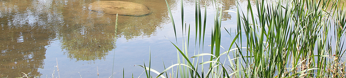 Wasser in einem Rückhaltebecken mit etwas Schilfbewuchs am Rand des Beckens